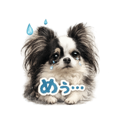 mi-mi2525_20260207234826