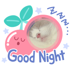 可愛小公主咪醬日常（英國短毛貓）