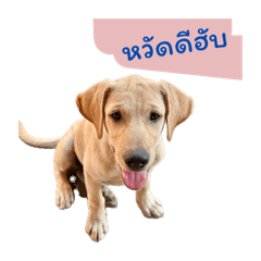 Kitty cat_20260208183612