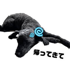 koara_20260208175724