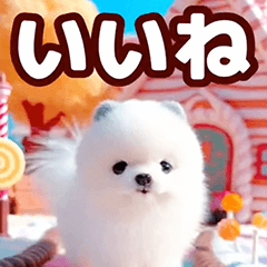 POPUP Pomeranian candy house