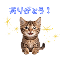 Cute animal stickers11112