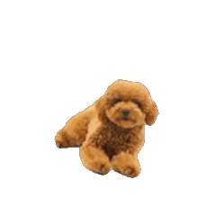 「動いて寝転がる！」可愛い小型犬たち