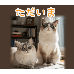 PAKAMOGOLY_20260208010630