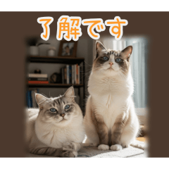 PAKAMOGOLY_20260208010539