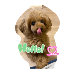 mainmai_20260208183529