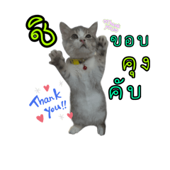 Hoshicatty_20260208211011