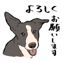 Smooth Border Collie