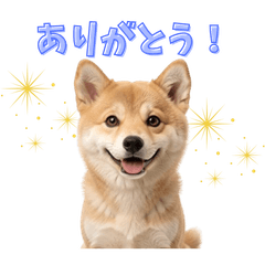 Cute animal stickers11116