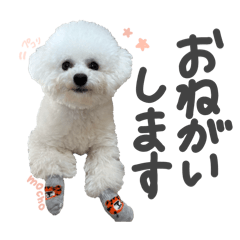 mocho_20260208150515