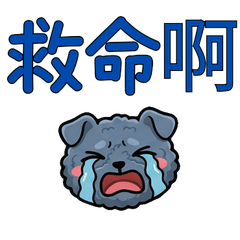 Taiwanese Kerry Blue Terrier 37