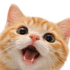 飛び出す❤️猫猫猫2