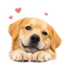 Shelly's Daily Life.