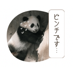 asuka_20260208154544