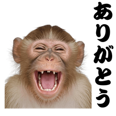 Daily Life with a Monkey