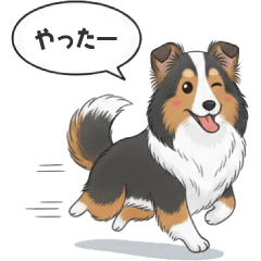 シェットランド・シープドッグの日常会話42
