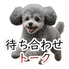 Meet-Up Talk Toy Poodle Shibuki