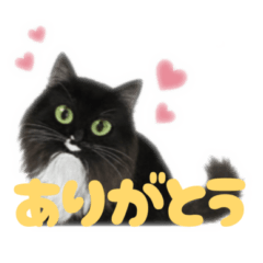 cat cat cat STICKERS