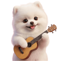 White pomeranian, Keita#2