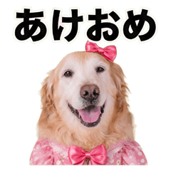 Frills & Ribbons Golden Retriever