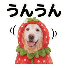 Cute Strawberry Golden Retriever