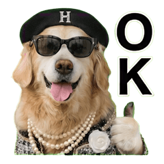 Chic Golden Retriever in Cool Shades