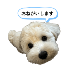 rice cracker_20260209022752