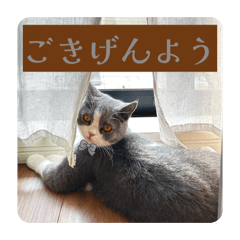 yumeko_20260208140106