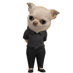 A chihuahua working in an office