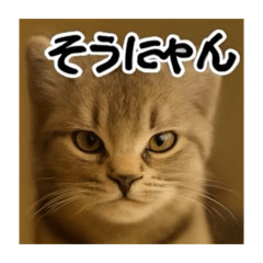 Yoshiaki_20260209095126