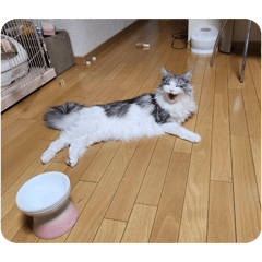 Yuzuki_20260208122247