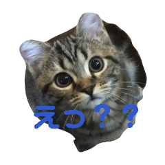 mugi_20260208220705