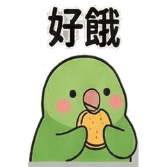 鸚鵡的日常!