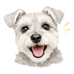 Mini Schnauzer Squad - Salt and Pepper