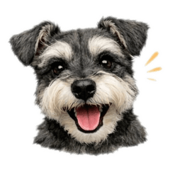 Mini Schnauzer Squad - Black and Silver