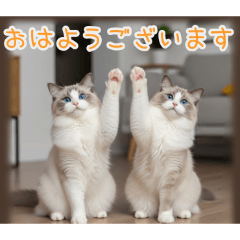 PAKAMOGOLY_20260209073628