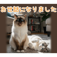 PAKAMOGOLY_20260209073539