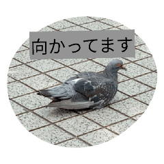 aotai_20260209072827