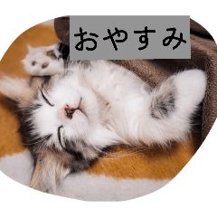 aotai_20260209072441