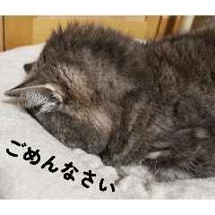 moka daily conversation