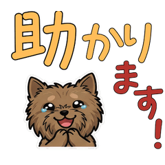 Polite Round Face Cairn Terrier 23