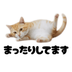 a cat named mii's sticker