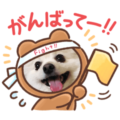 pomeko_20260209081803