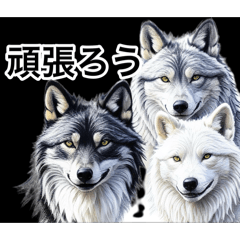 Ciel2580_20260206190906