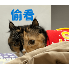 全世界最可愛的nai nai !