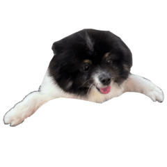 這是狗不是餅乾Oreo