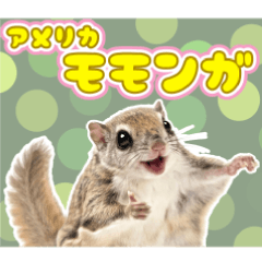 毎日使える！アメリカモモンガ