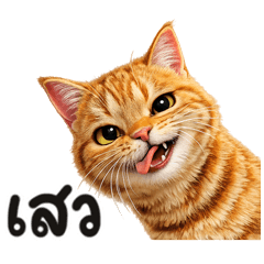 ส้ม ใช้ทุกวัน