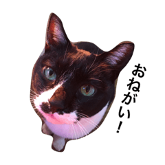 tora-kichikun