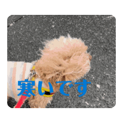 お気楽日和　ワンコ冬